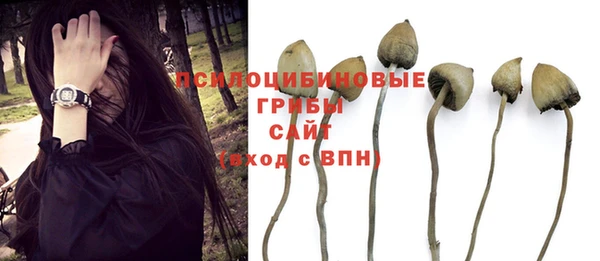 прущие грибы Алексин